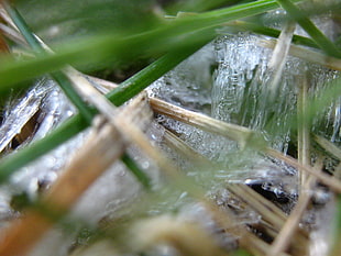 close view of green grass with icicles HD wallpaper